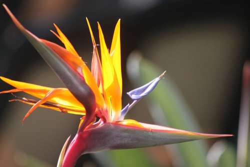 Caudata Bird Of Paradise Flower Exotic Blossom