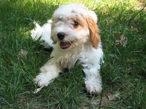 Cavapoo Poodle Puppy Cavalier King Charles Spaniel