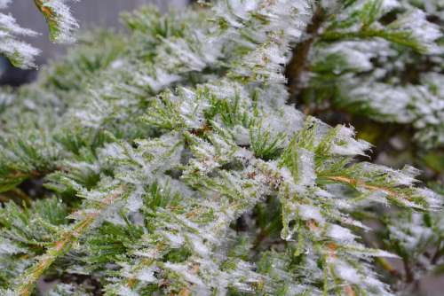 Cedar Hoarfrost Frozen Ice Plant Tree Close Up