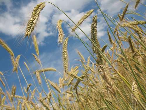 Cereals Wheat Agriculture Wheat Field Grain