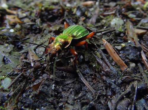 Cetonia Ground Beetles Beetle Carabus Auronitens