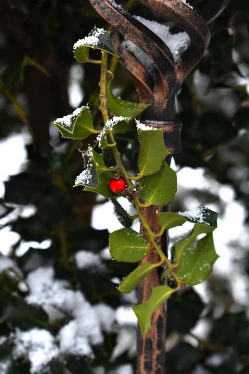 Cezmína Snow Winter White Green Red