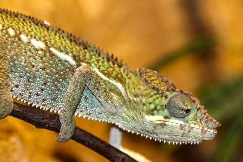 Chameleon Zoo Reptile Lizard Scale Scaly Jungle