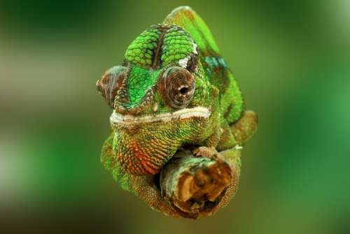 Chameleon Reptile Lizard Green Animal Insect Eater