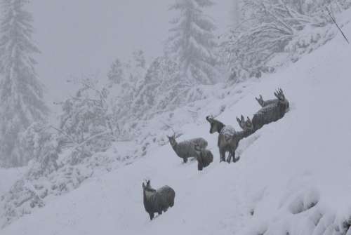 Chamois Herd Mountain First Snow Mammal Outdoors