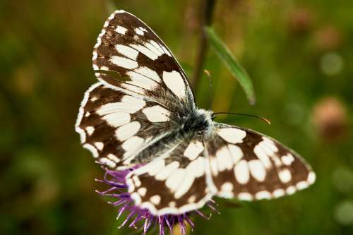 Checkered Butterfly Nature Macro Insect Butterflies