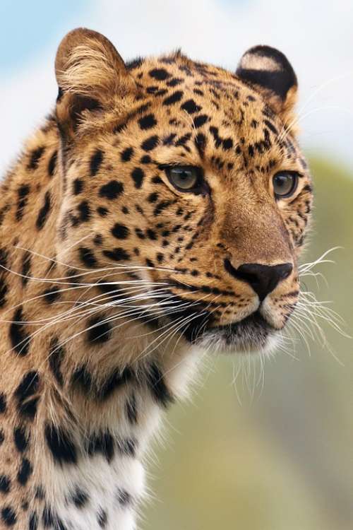 Cheetah Leopard Animal Big Carnivore Cat