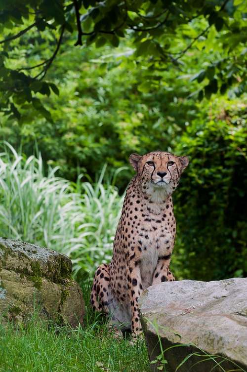 Cheetah Predator Wild Animal Speed Tiergarten