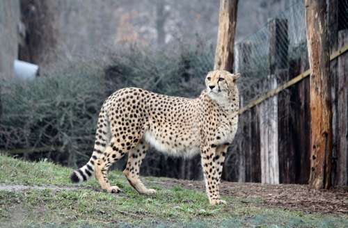 Cheetah Zoo Beast Predator Cat Speed