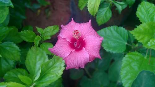 Chembarathi Hibiscus Pink Flower Green Floral
