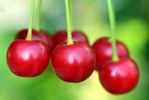 Cherries Fruit Fruits Berries Red Round Fresh
