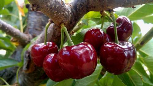 Cherries Of The Jerte Spain Valley Vegetable