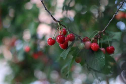 Cherries Tree Summer Branch Colored Fruit Plant