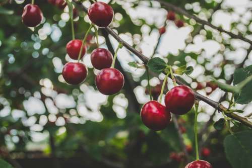 Cherries Fruit Tree Harvest Agriculture Farm