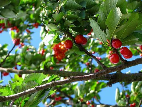 Cherry Tree Fruit Nature June Colors