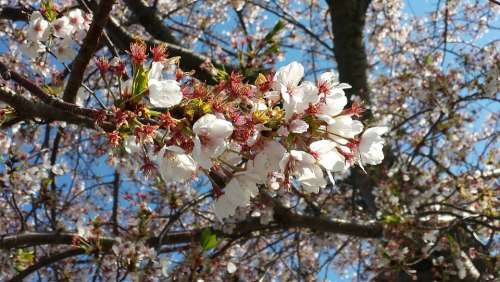 Cherry Flower Japan Tree White Japanese Spring