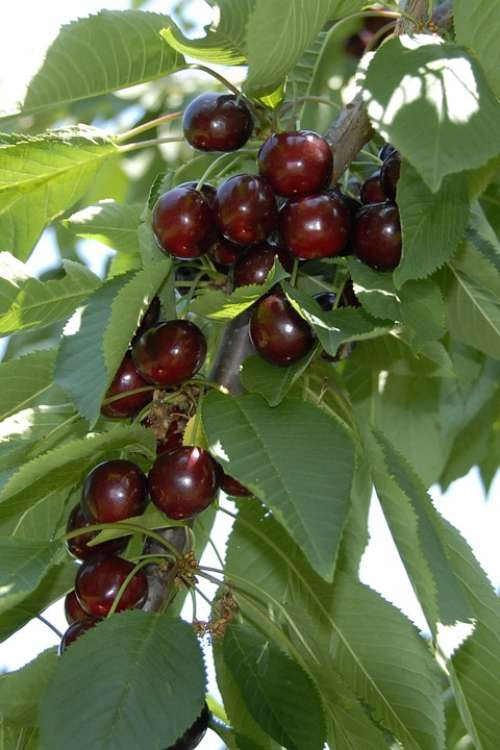 Cherry Fruit Fruits