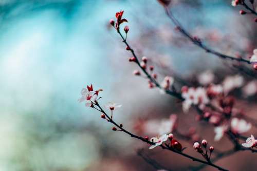 Cherry Blossom Cherry Blossom Tree Tree Close Up