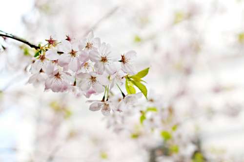 Cherry Blossom Flower Pink Blossom Spring Nature