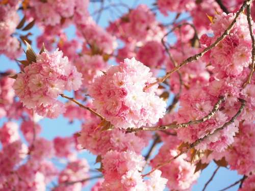 Cherry Blossom Japanese Cherry Smell Blossom Bloom