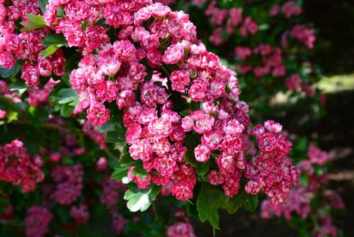 Cherry Blossom Cherry Tree Blossom Flower Flowering