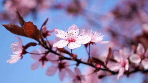 Cherry Blossom Cherry Flower Cherry Tree Flower