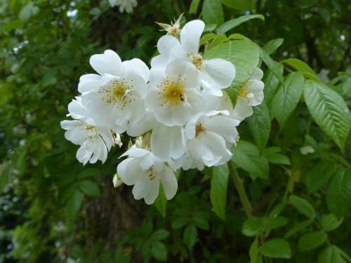 Cherry Blossom Japanese White Tree