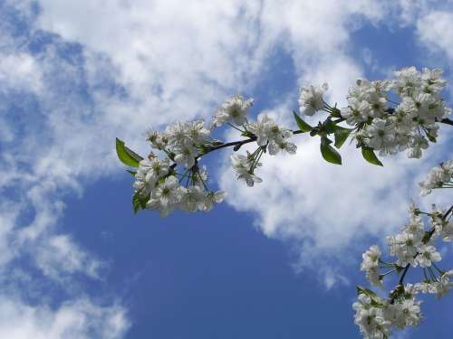 Cherry Blossom Summer Spring Cherry Tree Sun
