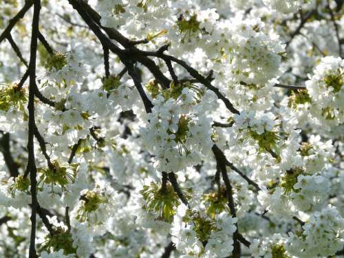 Cherry Blossom Cherry Tree Blossom Bloom White