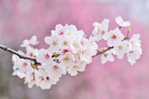 Cherry Blossoms Landscape Spring Plant Flowers