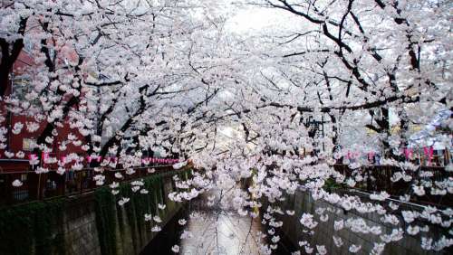 Cherry Blossoms Tokyo Cityscape Landscape