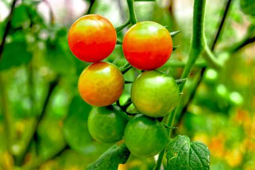 Cherry Tomatoes Tomato Tomatoes Red Green