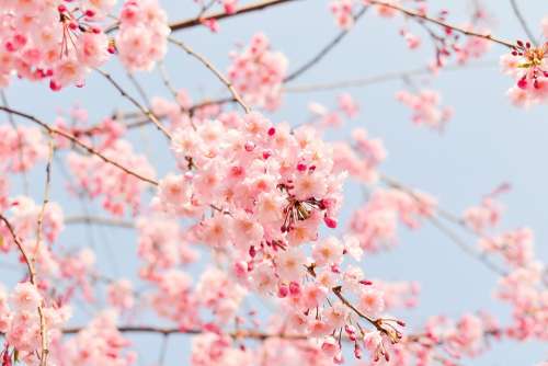 Cherry Tree Flowering Tree Blooming Pink Flowers