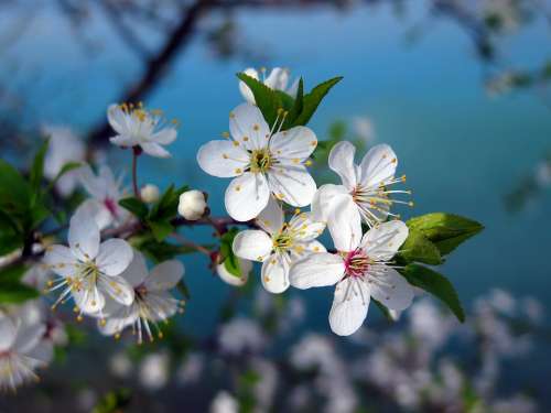 Cherry Tree Cherry Blossom Spring Nature