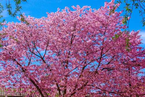 Cherry Tree Spring Bloom Flower Tree Pink