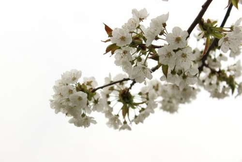 Cherry Tree Blossom Bloom Spring Bloom Tree