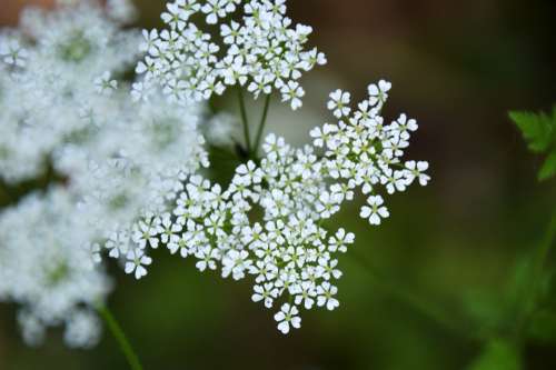 Chervil Wild Myrrhis Odorata Perennial Plant