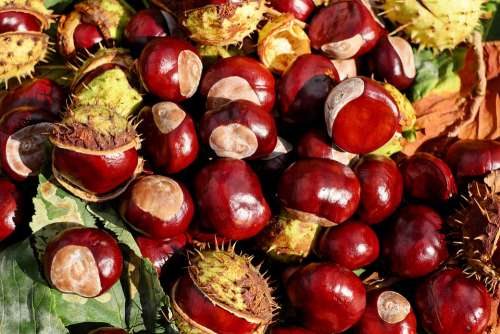 Chestnut Buckeye Fruits Red Shiny Sting