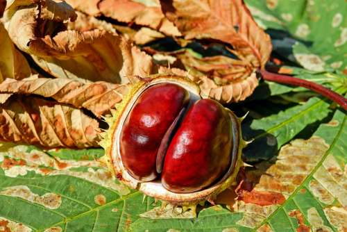 Chestnut Autumn Buckeye Ordinary Rosskastanie