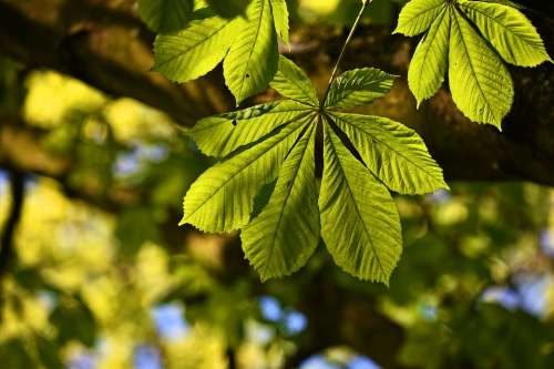 Chestnut Leaf Tree Foliage Leaves Veins Pattern
