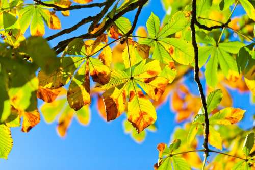 Chestnut Tree Branch Leaves Green Aesculus