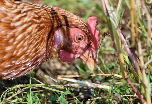 Chicken Hen Poultry Free Range Livestock Bird