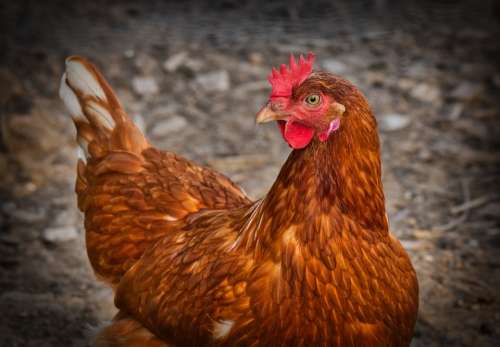 Chicken Hen Free Running Animal Poultry