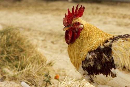 Chicken Head White Male Livestock Poultry Feather
