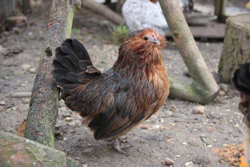 Chicken Hen Free Range Animal Agriculture Bird
