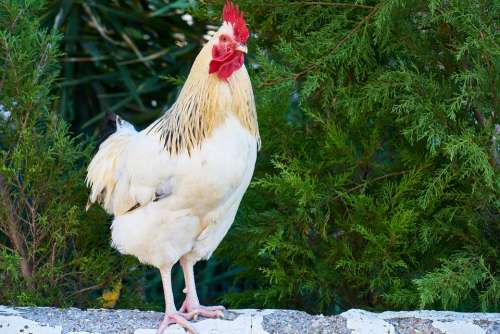 Chicken Cock Animal Bird Farm Gaga Head Feather