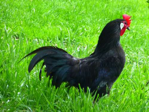 Chicken Black Augsburger Chicken Chicken Breed