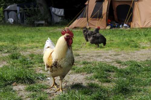 Chicken Hahn Campground Camping Camp Chickens