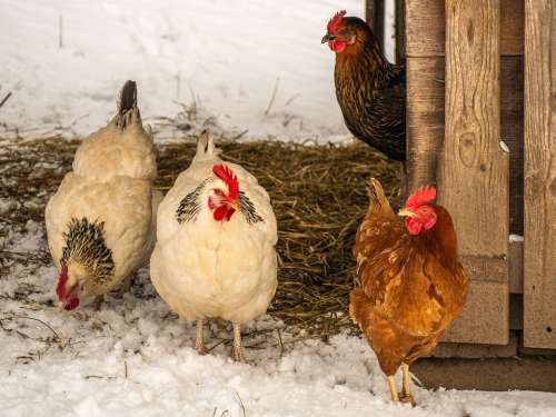 Chickens Poultry Livestock Free Range Bird