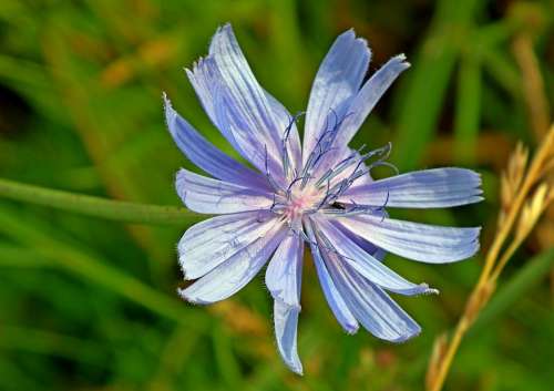 Chicory Flower Blue Nature Meadow Wild Closeup